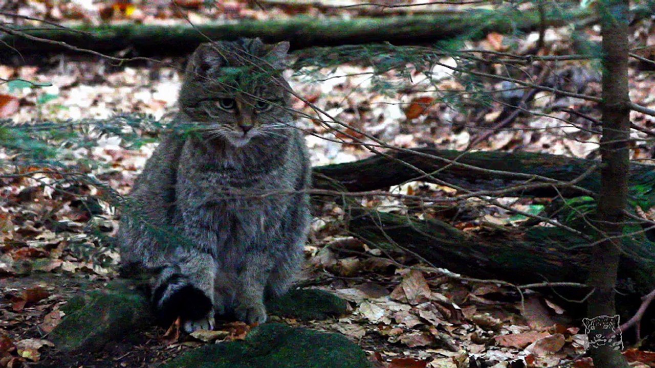 Chat sauvage