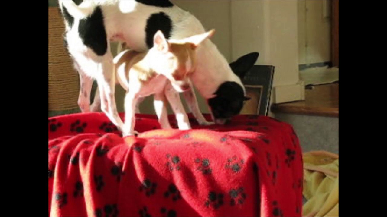 Dot and Chico on the Stool