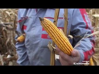 Raiffeisen Agro – hibridi Midixx FAO 380, Ulyxxe FAO 450, Eurofit, Graindor i Sofru_383_17.01.2015.