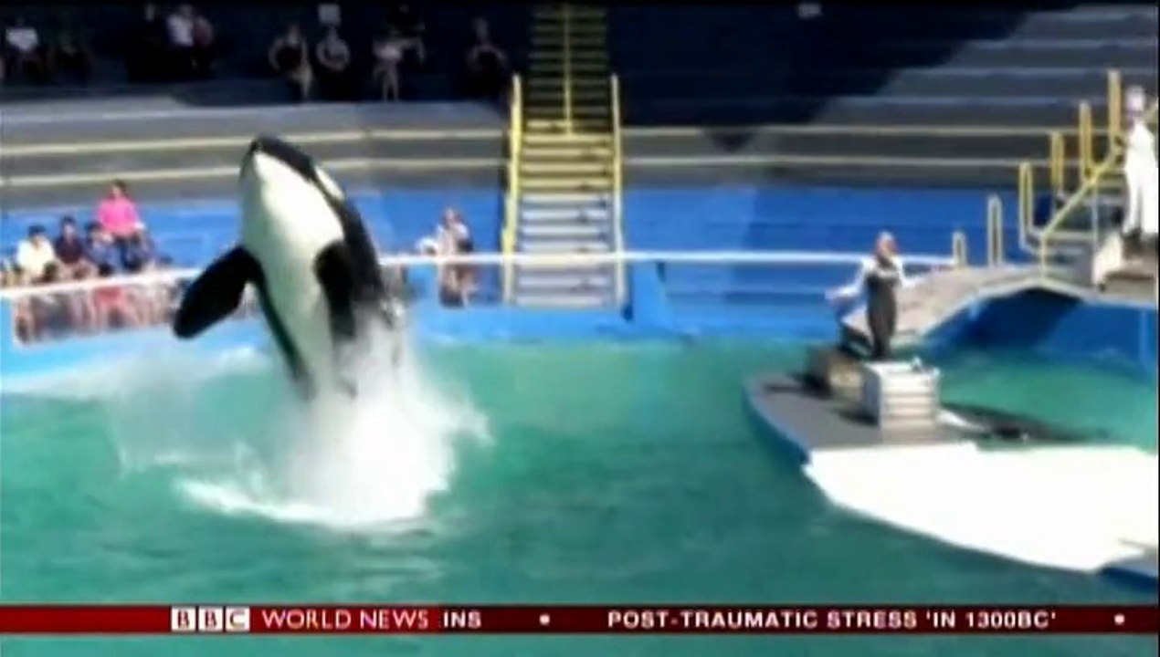BBC。シャチのロリータ - 野生に戻されるのか