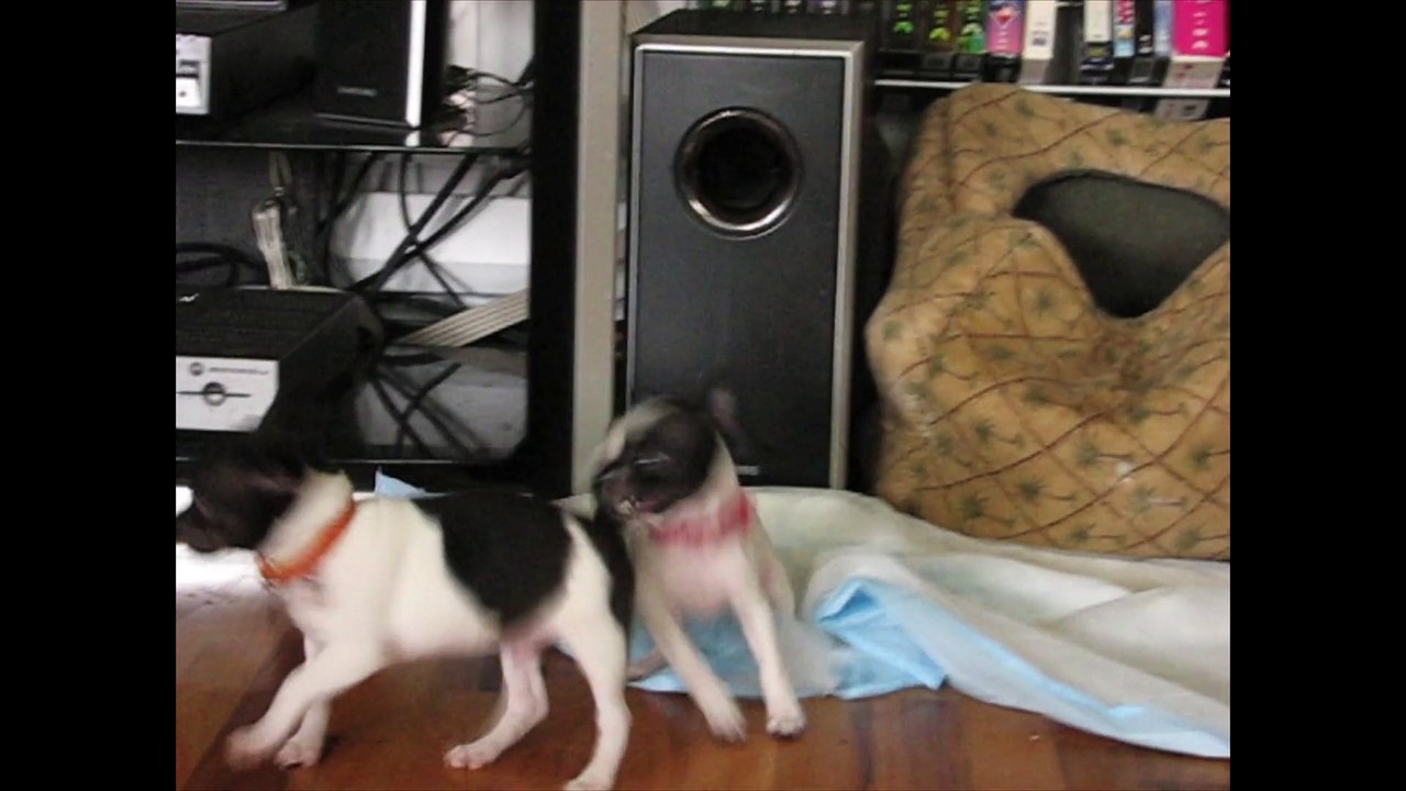 Dot plays with other puppies.