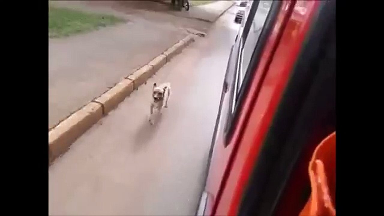 Dog chases ambulance in Wansbeck