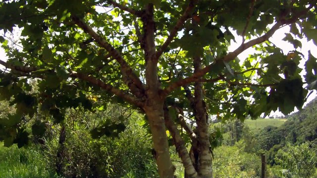 Aventura, Birdwatching, Serra da Mantiqueira, Hiking, Trilhas Rurais, rumo a Pedra do Báu, Sentido Leste, Marcelo Ambrogi, Santo Antonio do Pinhal, SP, Brasil, (21)