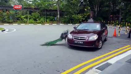 Best Vines Compilation 2015,Best Vines Videos 2014  ULTIMATE Funny Videos