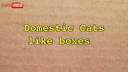 Big Cats   Big Boxes = Funny