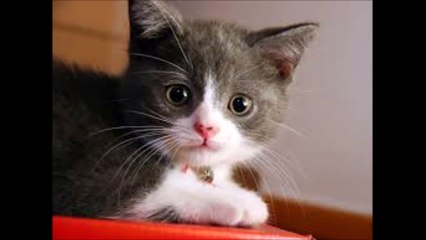 스포츠토토≫≫ ２ＰＡＫ２．ＣＯＭ ≪≪프로야구스코어