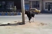 cow hitting becycle very funny