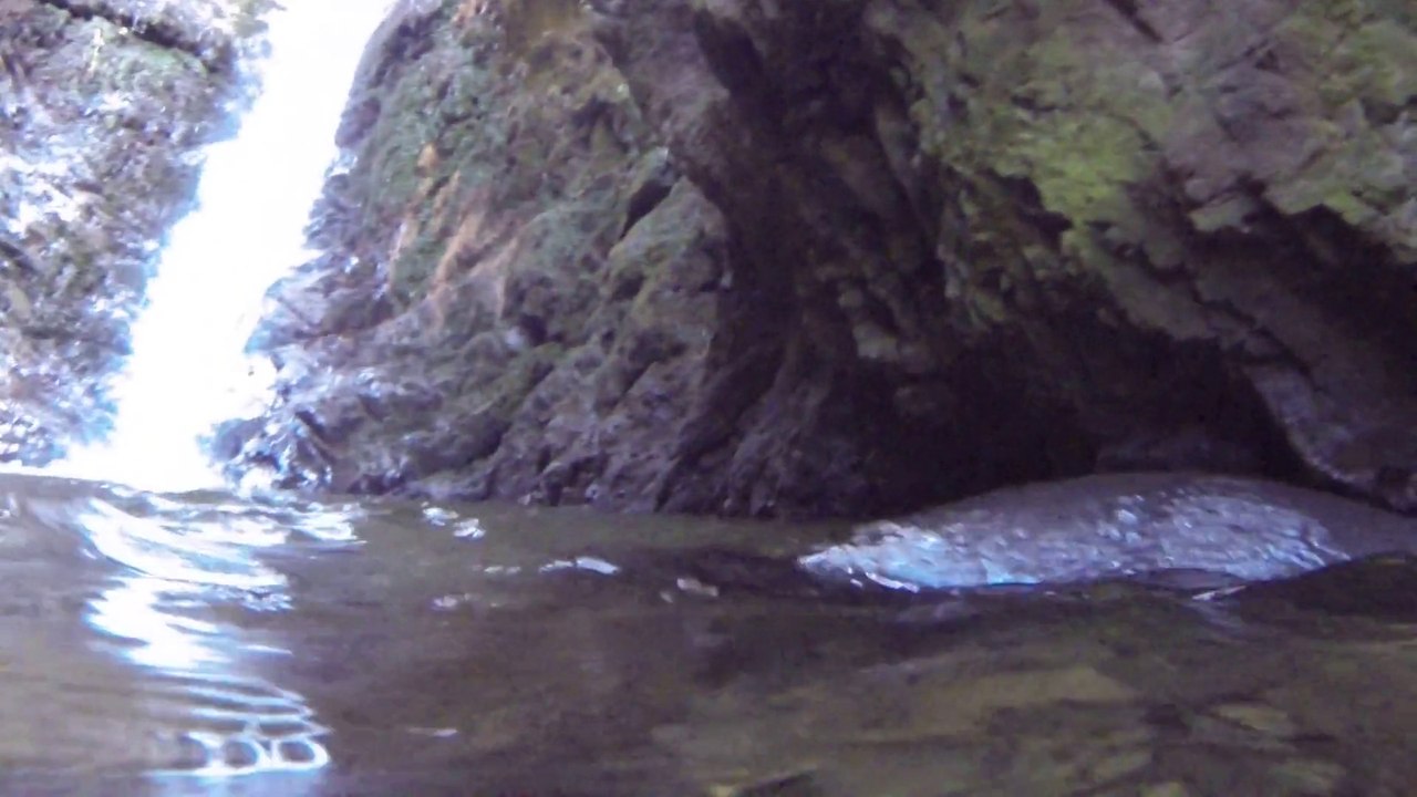 Bébés phoques à Kaikoura