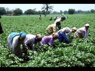 يا حمام البر - أحلام