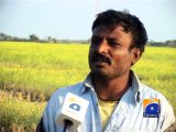 Mustard Crops in Badin-25 Jan 2015
