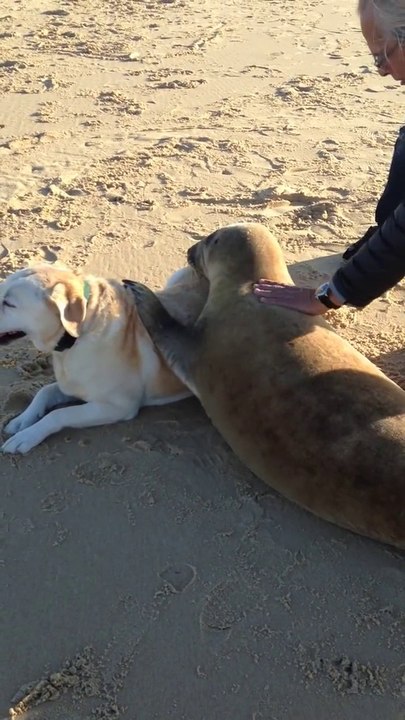 Moment de tendresse entre un Phoque et un chien