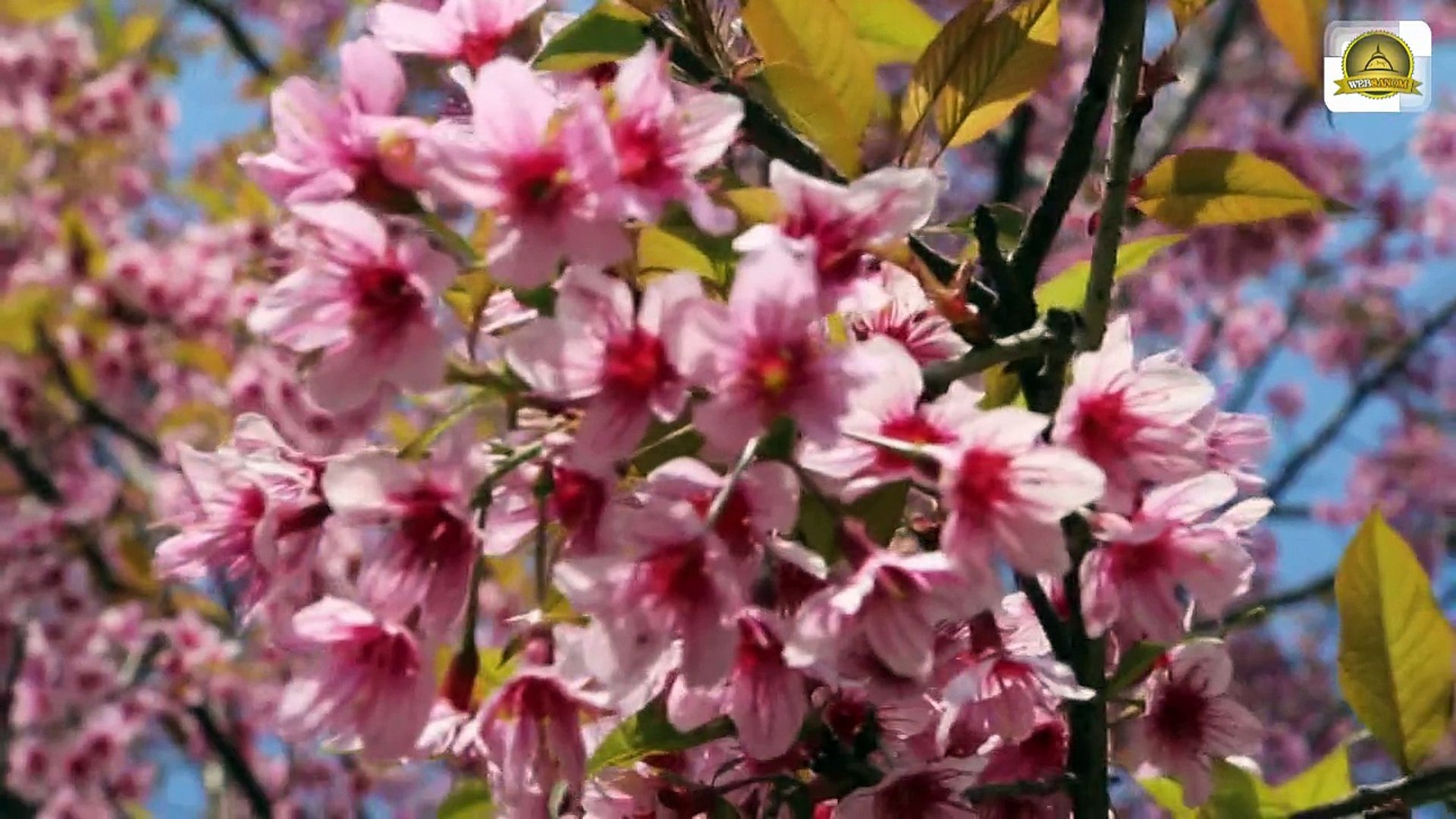 Sakura Thailand