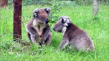 Scène de ménage entre deux koalas en Australie