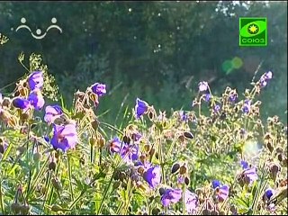 258. Второй Вселенский Собор