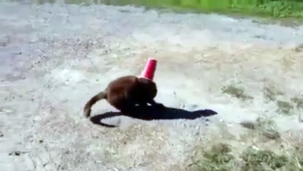 Un chien sympa aide un chat