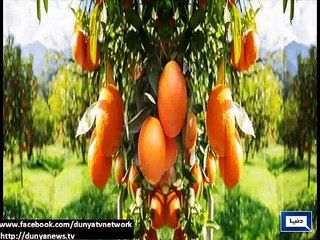 Dunya News - Kot Momin, Sillanwali present beautiful view of Orange gardens