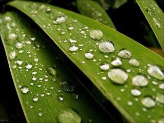 منيرة الحميدان - احبه كلش