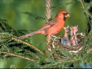 دحوم البدر - احبه كلش