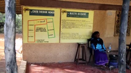 Nesli Tükenmekte Olan Kaplumbağalar Senegal'de Koruma Altında