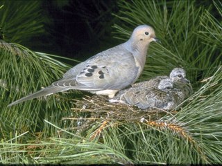 اشواق  الشرقية - احبه كلش