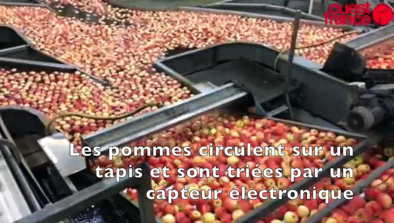 L'étonnant parcours d'une pomme aux Vergers d'Anjou