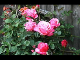 أمتى الزمان يسمح يا جميل - أحمد سامى