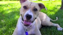 Pit Bulls are AWESOME! - Project for Awesome (Angel City Pit Bulls)