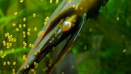 Mes 3 couples de discus