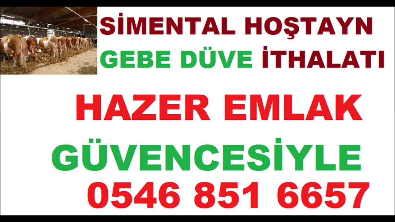 Sakarya Satılık Gebe Düve Hazer Emlak