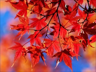 دويتو خلود حكمي احبه كلش