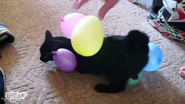 Break's Cutest Animals A Wins and Fails Compilation