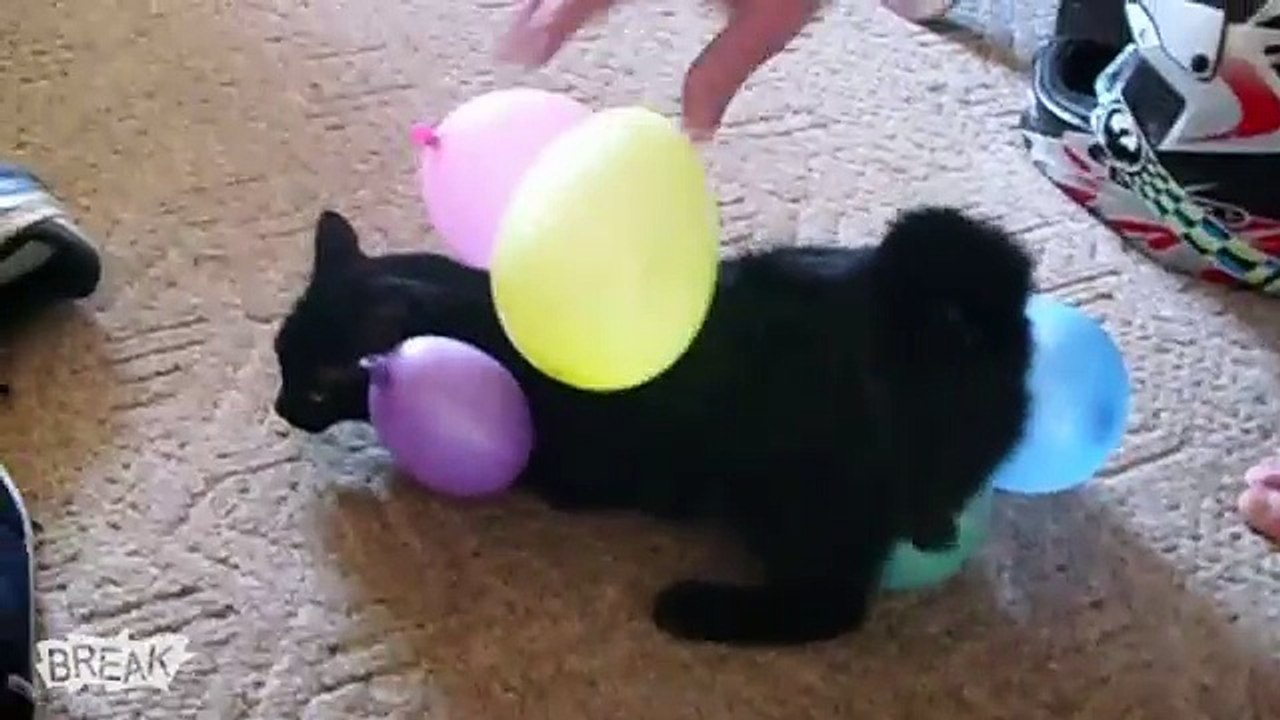 Break's Cutest Animals  A Wins and Fails Compilation