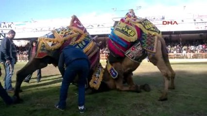 Kumluca'da Deve Güreşlerine Yoğun İlgi
