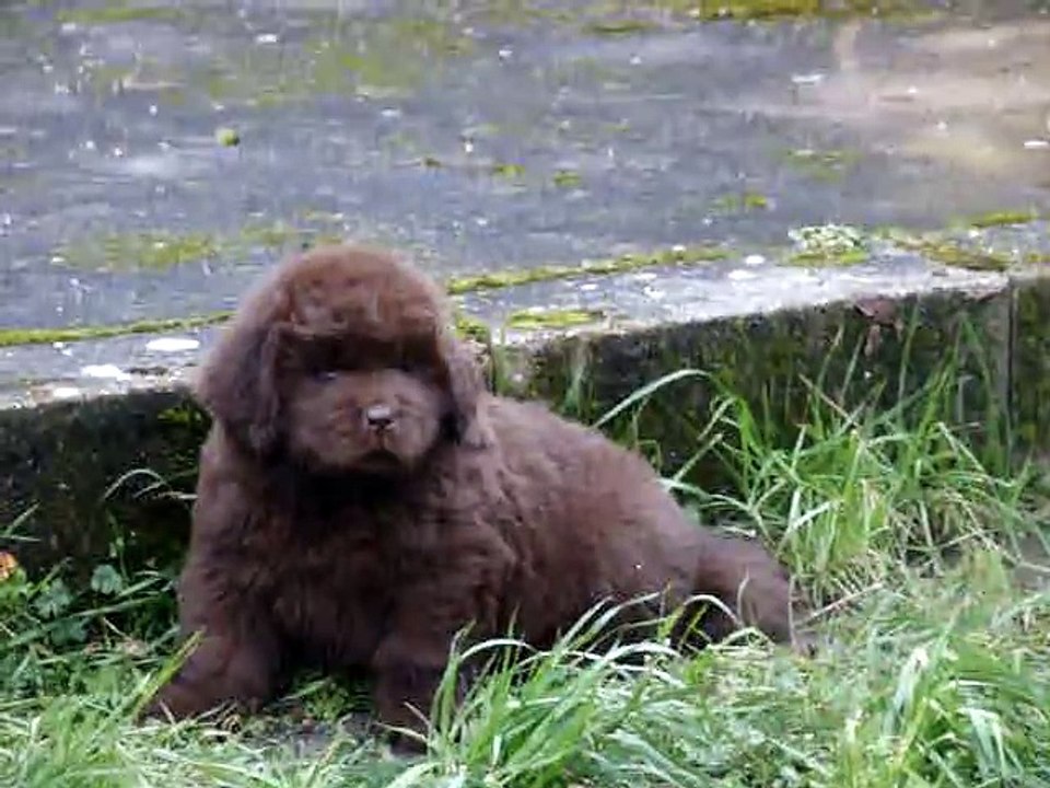 chiots terre neuve marron bronze de l'élevage de VALOYAN