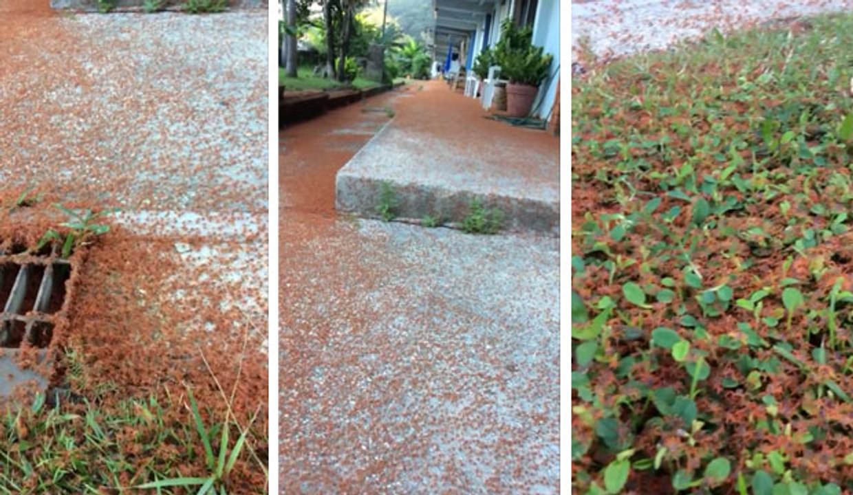 Des millions de petits crabes rouges migrent en Australie