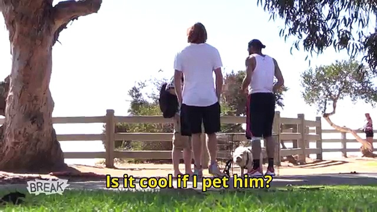 Dead Pig Walking Prank