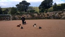 Dressage canin la ciotat 13,éducation canine,Travail de socialisation au milieu de ses congénères