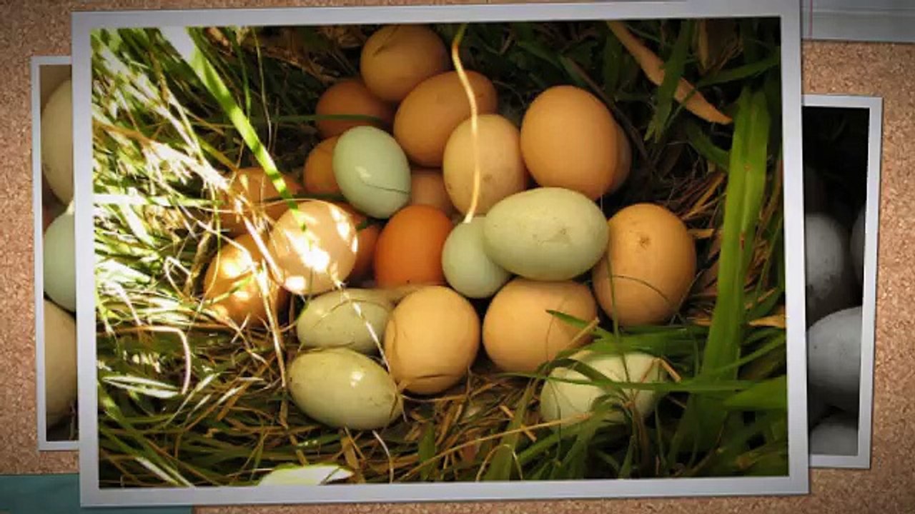 How to Build A Chicken Coop by Bill Keene - Is it a Scam?