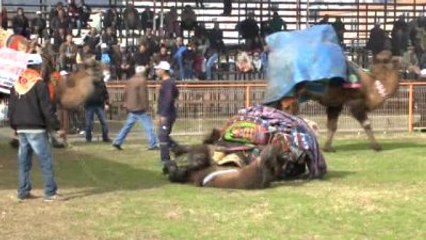 9. Geleneksel Kumluca Deve Güreşleri