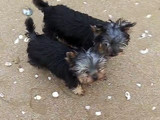 JERRY et JUST ME en balade sur le sable de CABOURG...