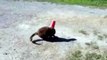 Dog comes to the rescue of a cat with a cup stuck on its head