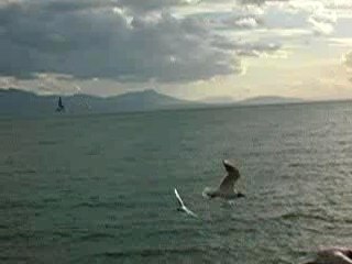 lac  leman  mouettes