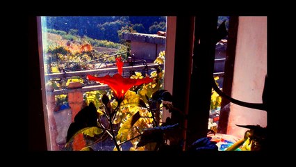 Sasha Persholja - A Flower Note From The Geto