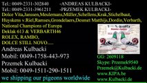 DV-10-2524 samica Müller,100% Huyskens van Riel KULBACKI RACING PIGEON STUD- Hodowla Gołębi!