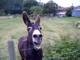 Funny singing donkey  - âne chanteur - поющий осел
