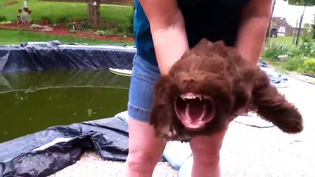 Quando este cão sente o vento de um soprador de folhas torna-se num verdadeiro monstro