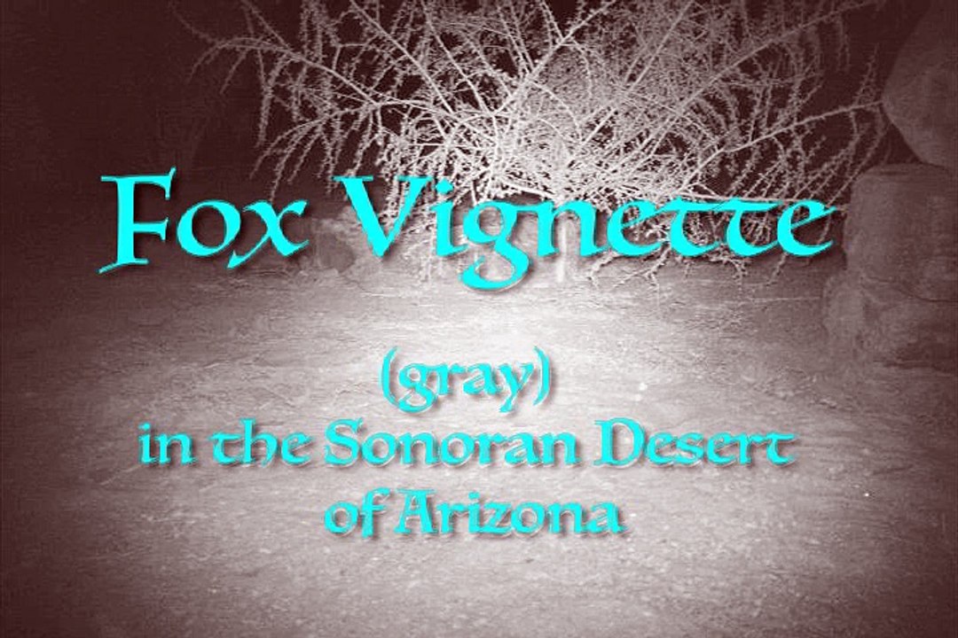 Fox Vignette in the Sonoran Desert