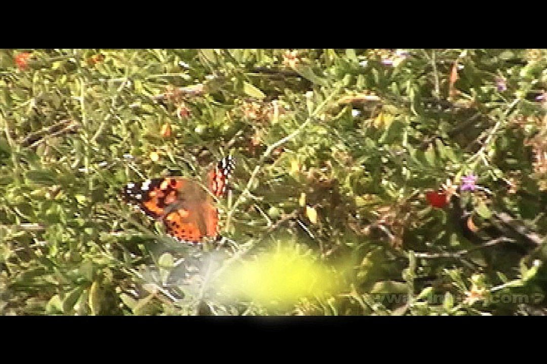 Butterfly Tease