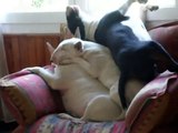 Três Bull Terrier arranjaram uma forma hilariante para dormirem todos num sofá