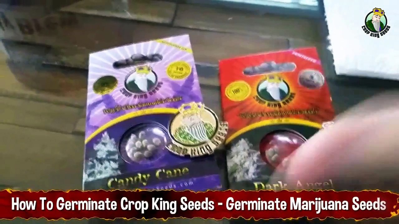 How To Germinate Marijuana Seeds - Sprouting Crop King Seeds